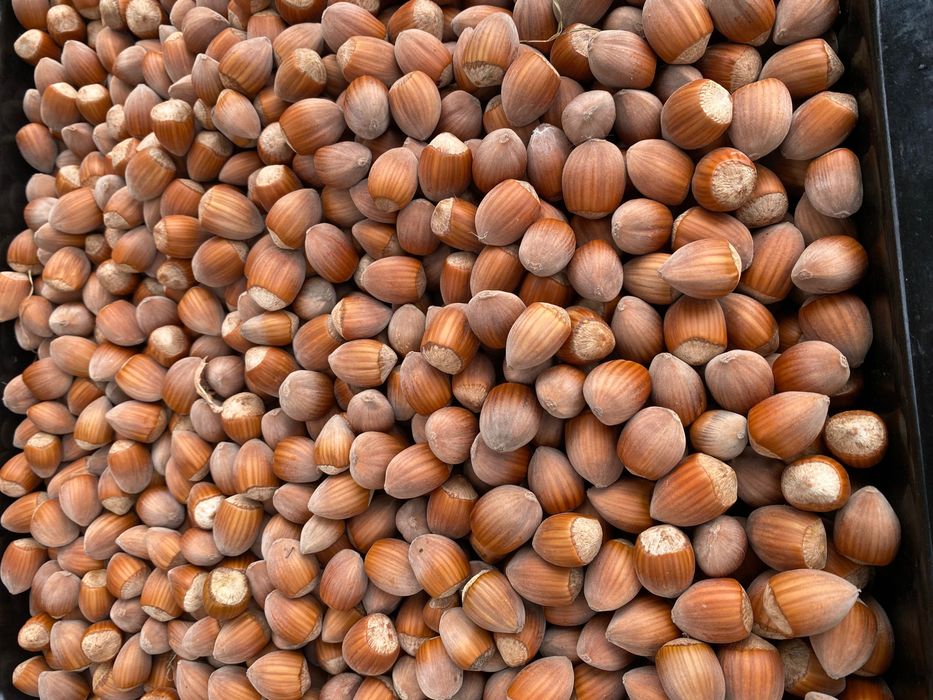 Фундук Варшавський 2-х річний