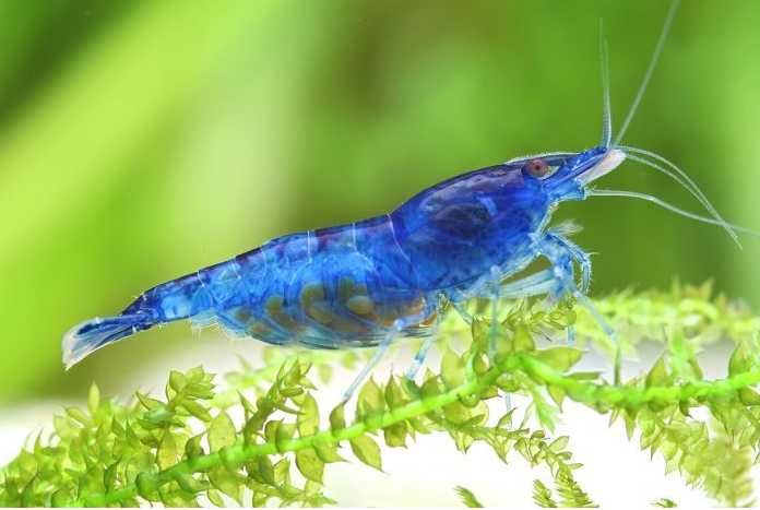 Camarões Neocaridina Premium - Cores Vibrantes e Saúde Garantida!