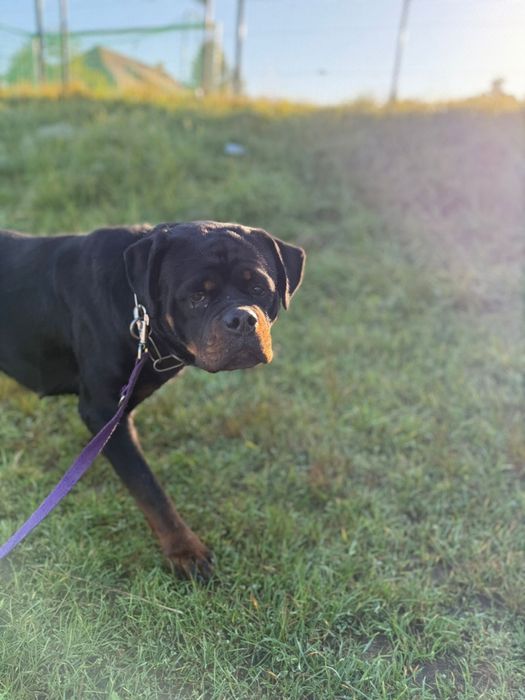 Piękna kochająca suczka, do adopcji, pies, młoda