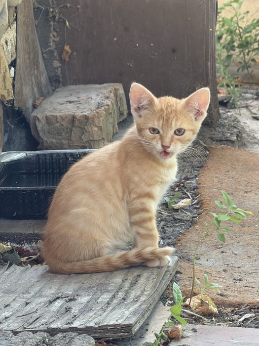 Рижі кошенята шукають родину