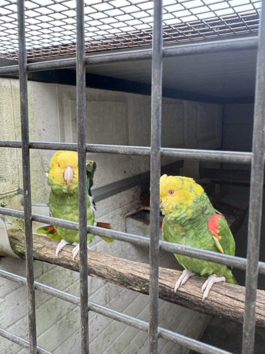 Casal Papagaios Amazona oratrix