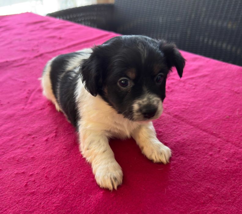 Jack Russell Terrier - suczka