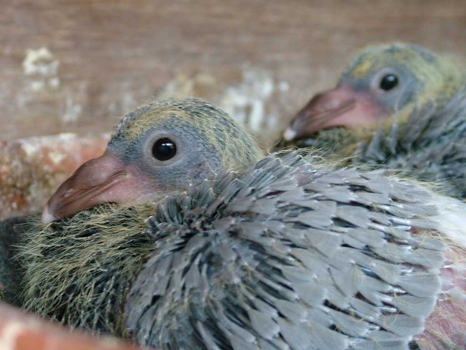 Młode do lotu gołębie pocztowe WIELOKROTNY  MSTRZ Kahler, Vercammen