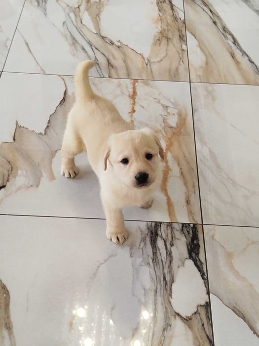 Labrador szczenię tel.-5.7.5.3.0.2.0.3.9.