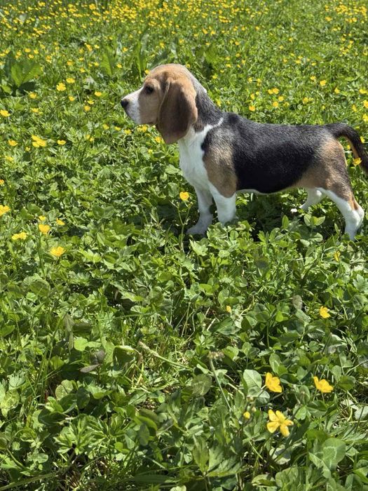 Цуценята бігля в найкращі родини, хлопчики та дівчатка