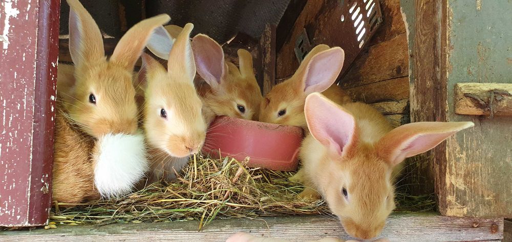 Продам кролики бургундія.