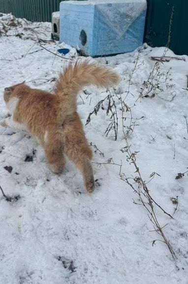 Отдам рыже-белого пушистого котенка, мальчик, 6 месяцев