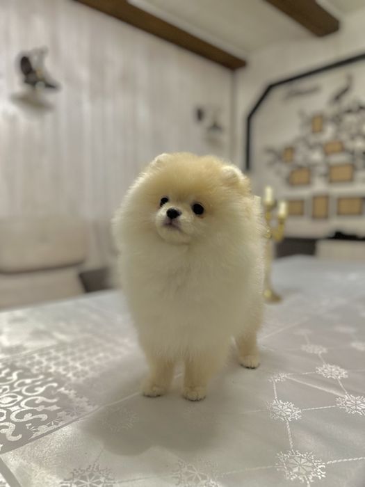 Померанський шпіц. Хлопчик. Документи.