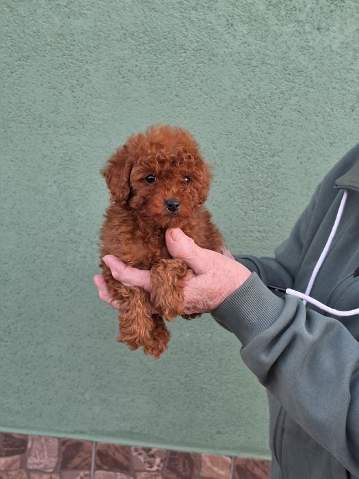 Пуделі від заводчика янтарний редбраун