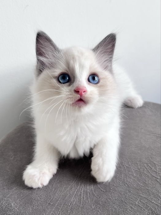 Ragdoll kotka , rodowod FPL