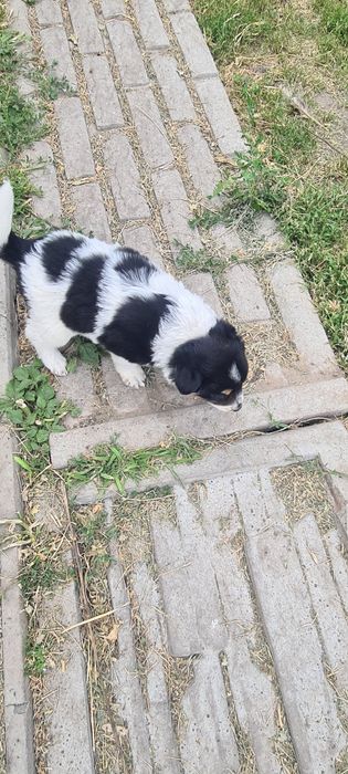 Віддамо цуценят у добрі ручки