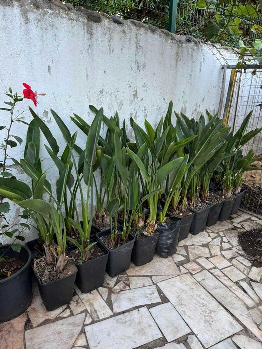 Estrelícia - Strelitzia reginae