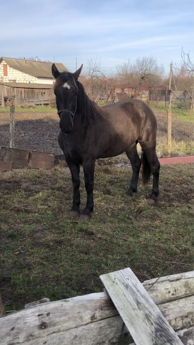 Продається лошиця 3р.