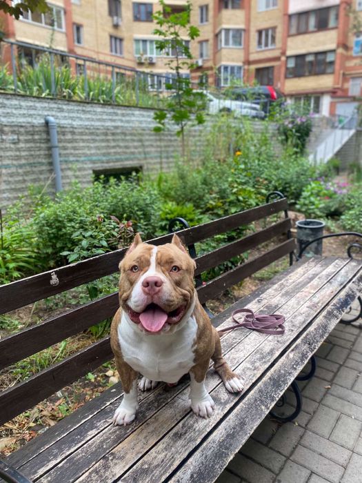 Вязка американского Булли BYLLY