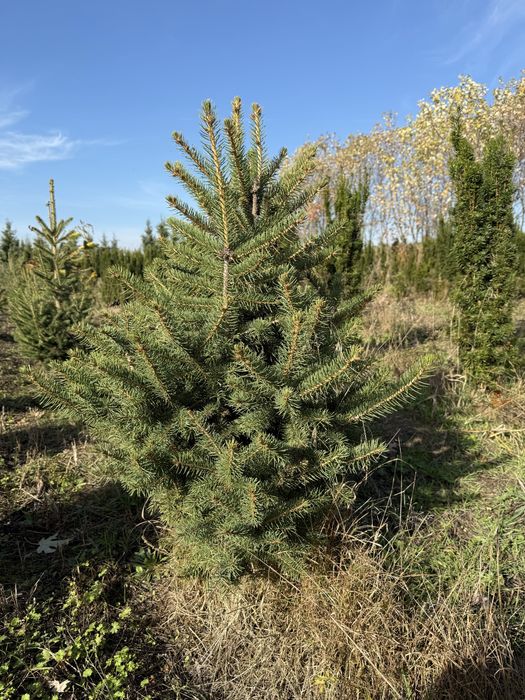 Swierk srebrny 50 cm