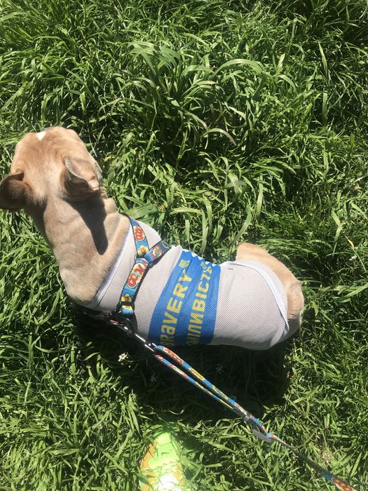 Французький красень шукає наречену