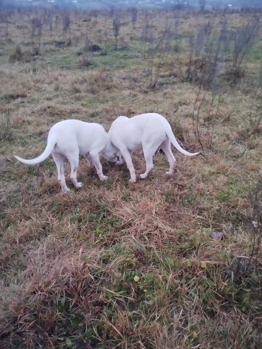 Щенкі аргентинський дог