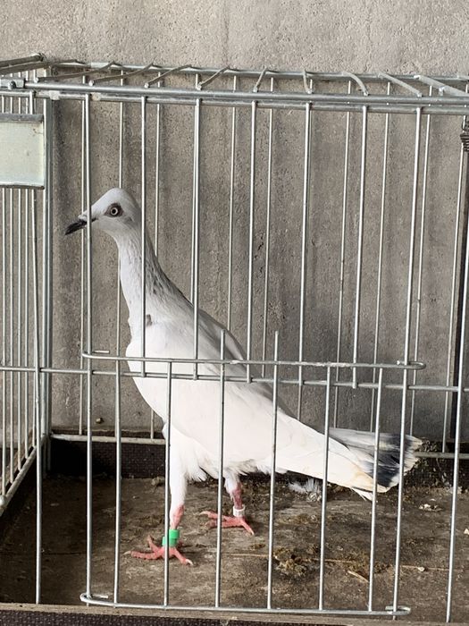 Srebrniaki gołębie