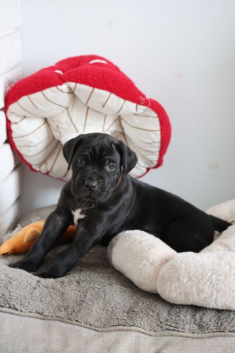Cane Corso Italiano FCI szczeniak
