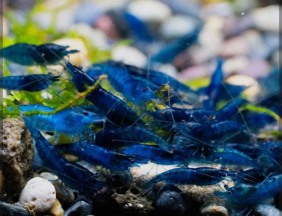 Neocaridinas blue dream