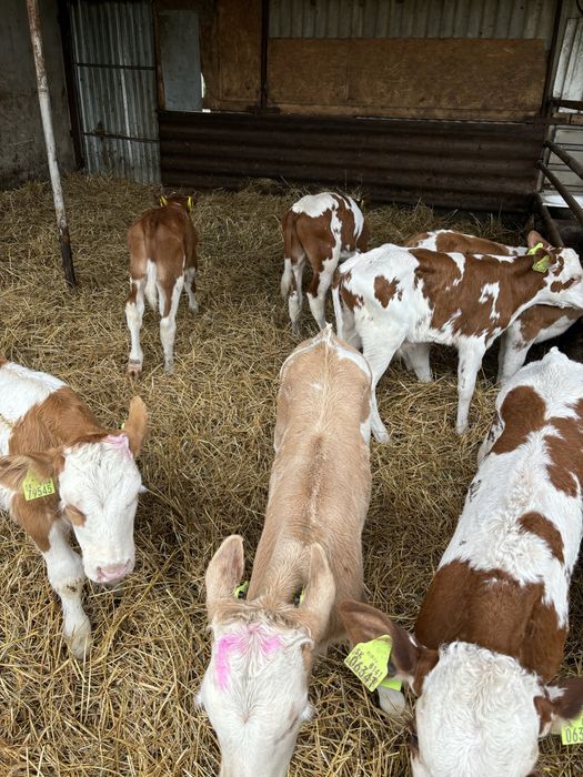 Sprzedam byki i jalowki