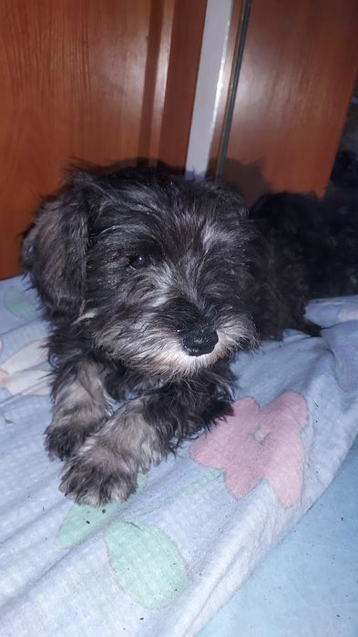 Sznaucer miniatura pieprz i sól miniaturowy pies