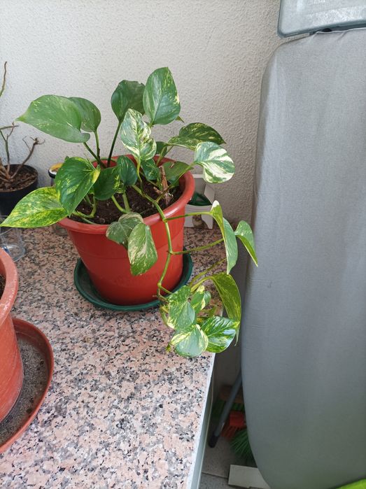 Vendo planta jiboia