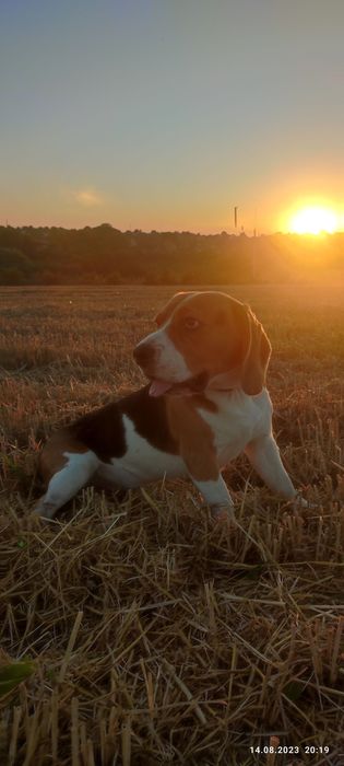 Віддамо собаку в хороші руки
