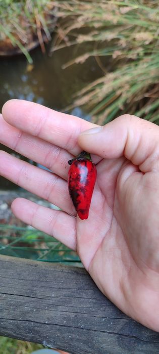 Sementes Nucleares Pimentas,OFERTA Portes Envio