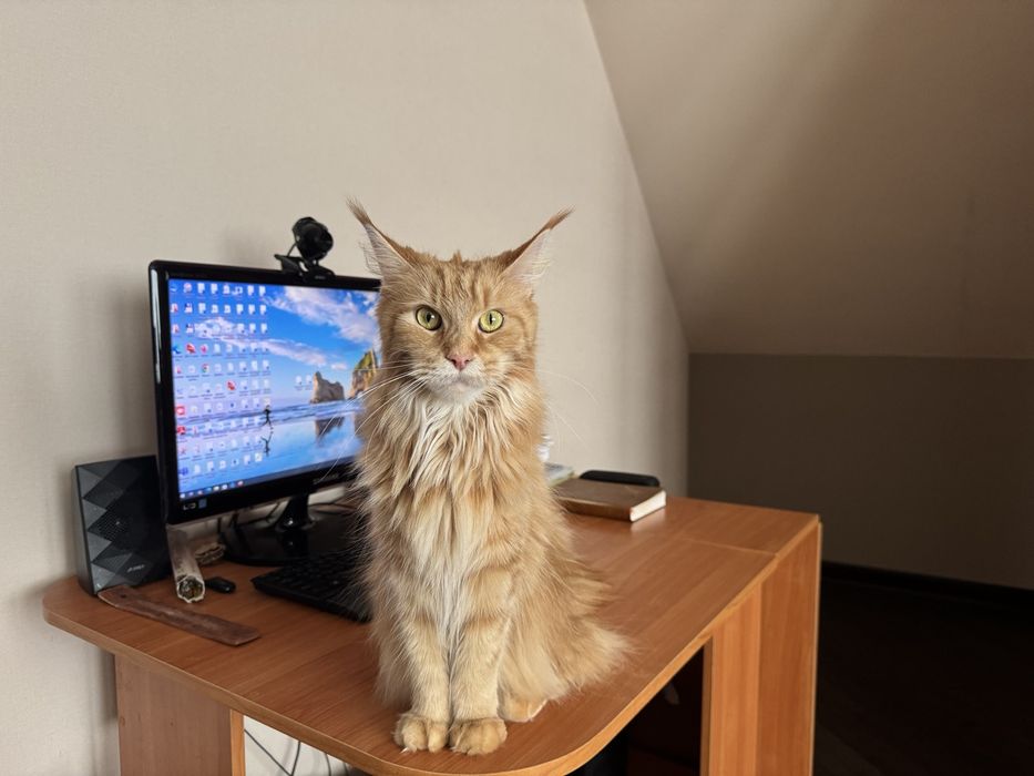 Котики мейн кунчики