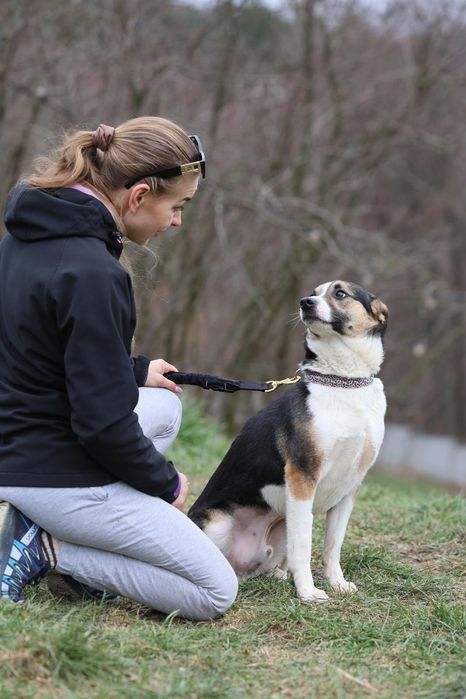 Do adopcji 3letni piesek