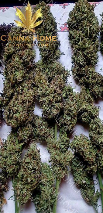 Topy 20g kwiaty susz Tibor CBD THC konopia Full spect Cannabis Sativa