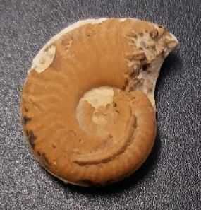 Lote de 10 Fósseis : Amonites, Belemnite, Gastrópode