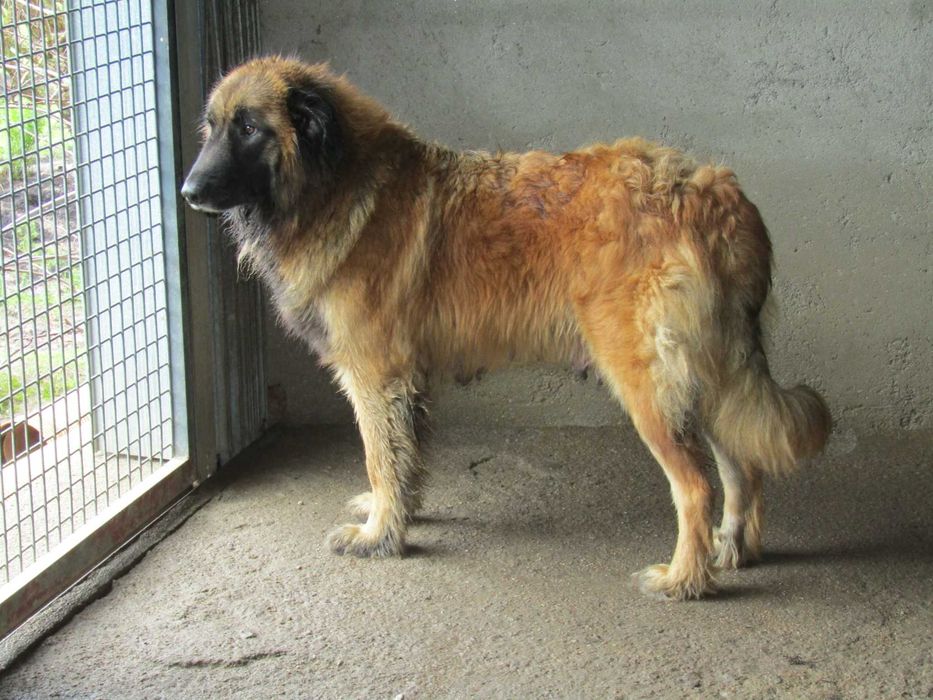 Fêmea Serra da Estrela com Pedigree.