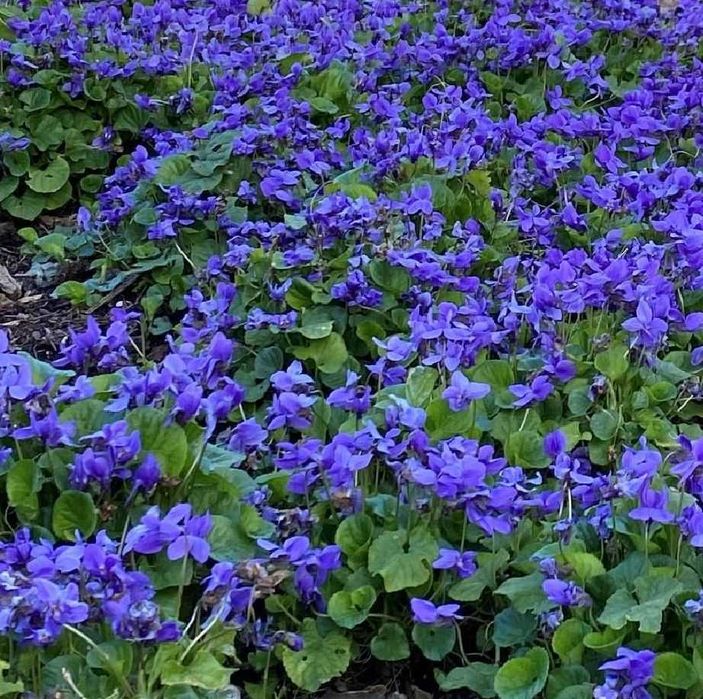 Fiołek wonny - błękitna wieloletnia bylina kwitnąca wczesną wiosną