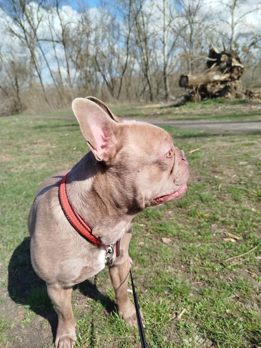 Французький бульдог в'язка.