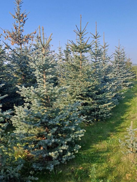 Choinki -  Świerk, jodła