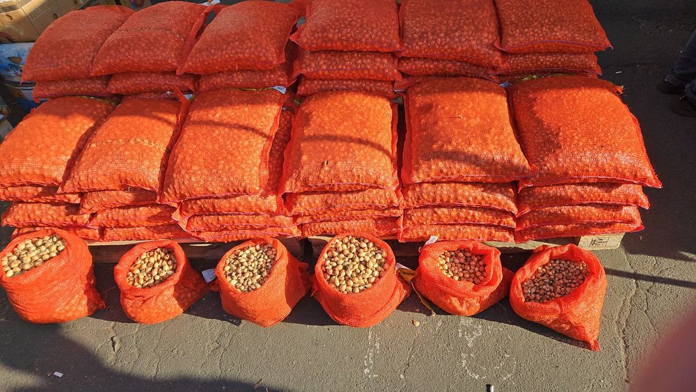 Лук Тиканка Арпаж Голландія