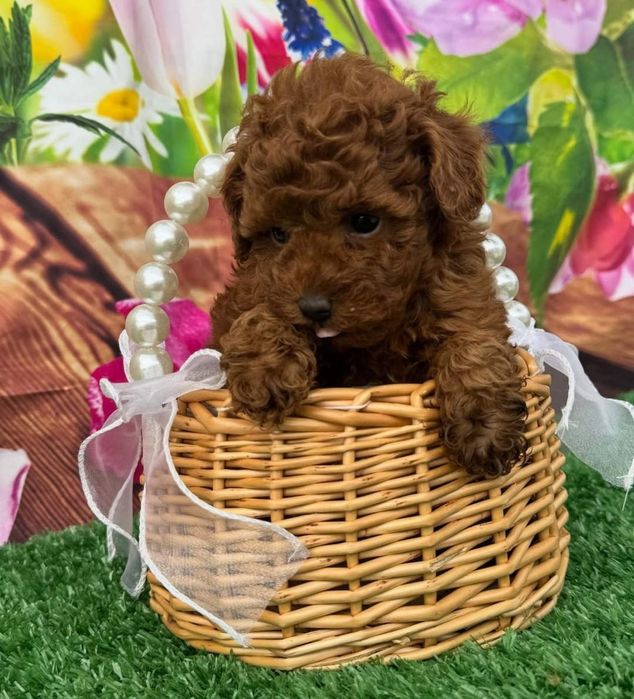 Дівчинка красуня той пудель, Ред Браун