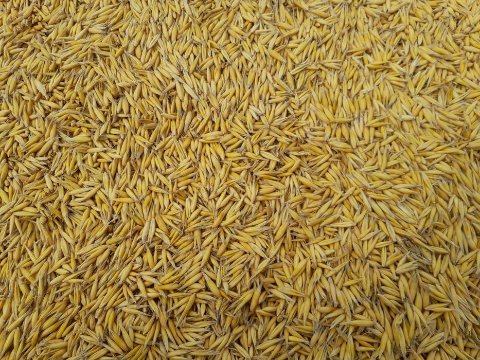 Sprzedam owies Bingo