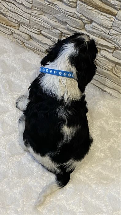 BROKAT Cocker Spaniel Angielski.REZERWACJA