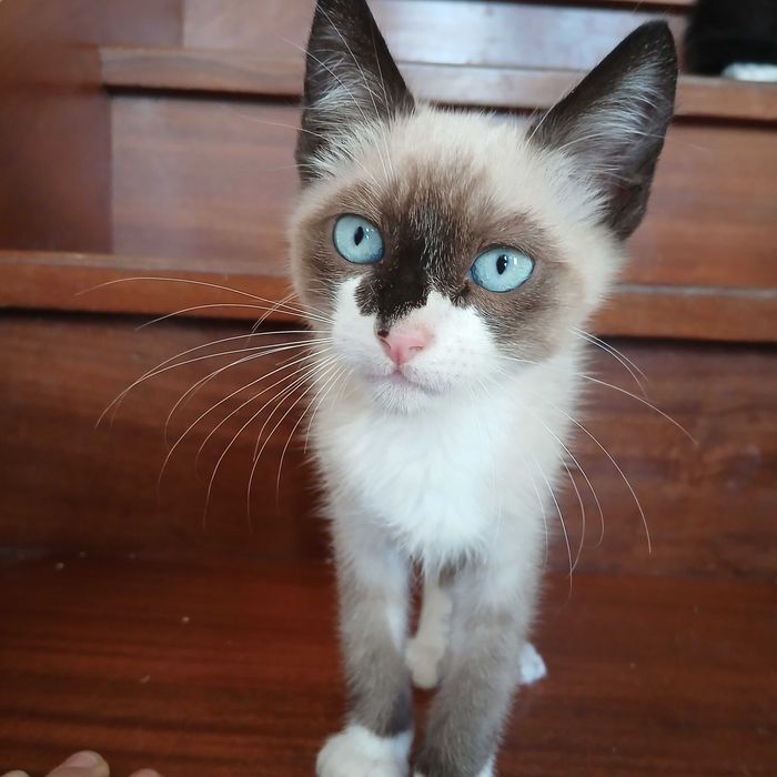 Gatinhos bebes muito meigos