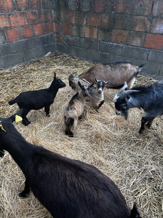 Cabras anas machos e femeas