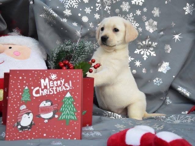 Labrador retriever suka biała