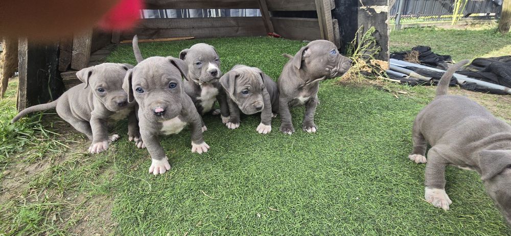 Szczeniak American Stafford Terrier