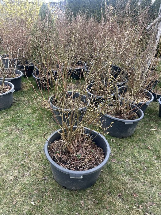 Sprzedam borówki amerykańskie