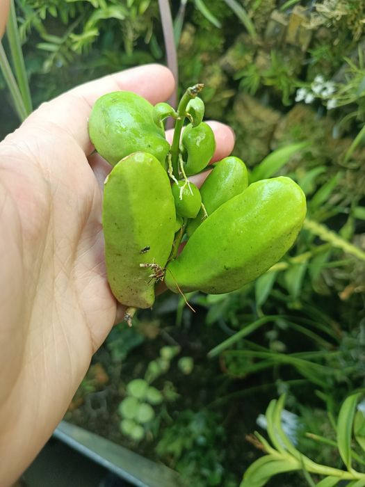 Дисхідія Dischidia major