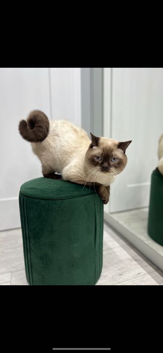 Kotka szkocka zwisłoucha (Scottish Fold) chocolate point
