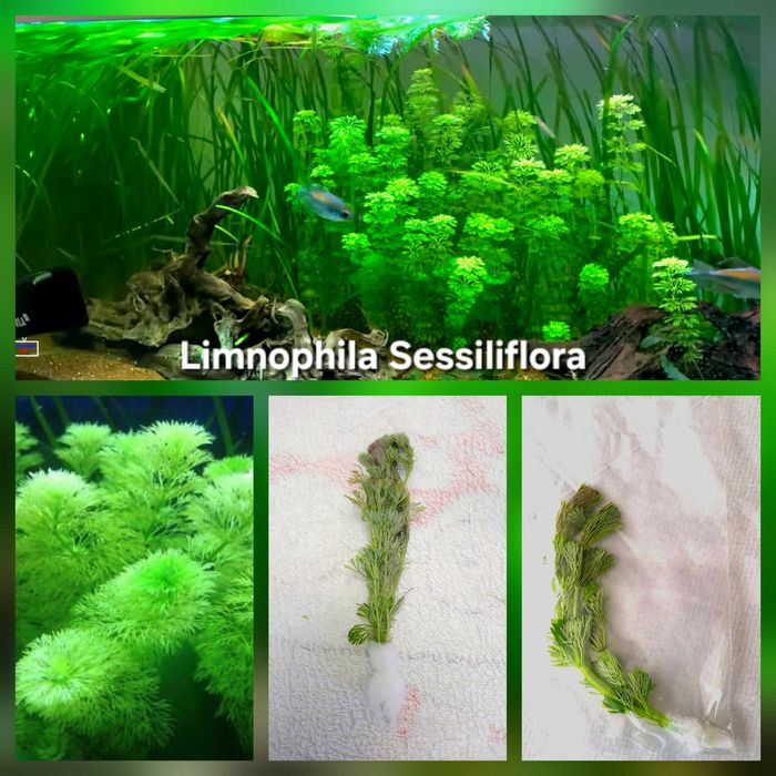 Pack 45x | 8 Espécies de plantas Aquário - Manutenção Fácil