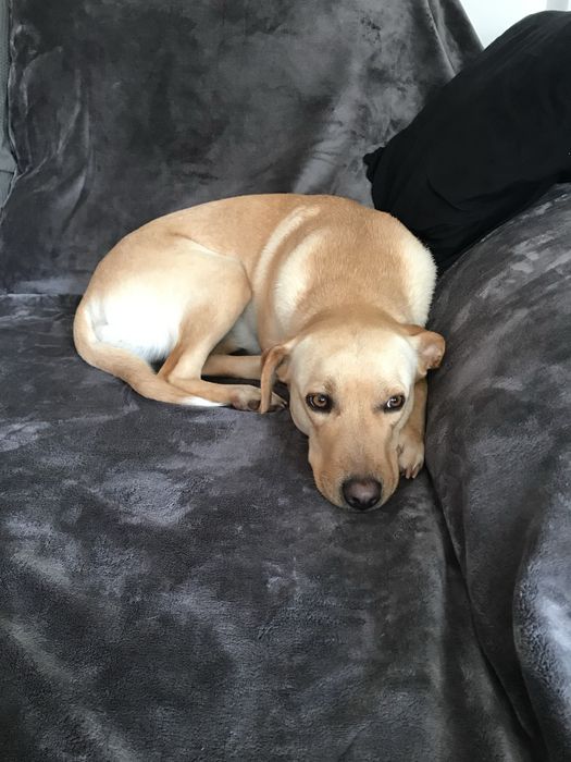 Cadela adulta para adoção - Kira